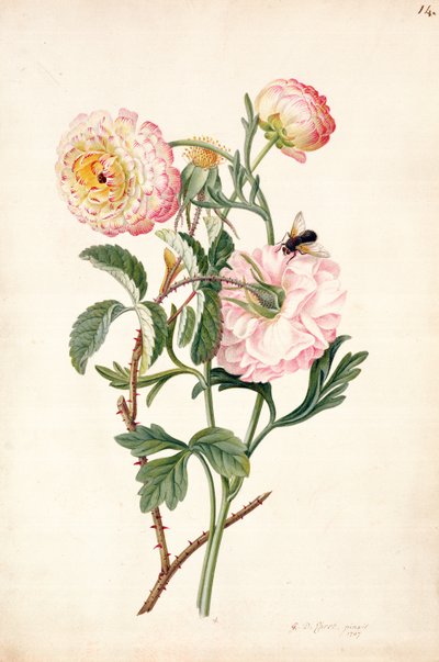 PD.113-1973f.14 Musk Rose e Anemone, 1767 (lápis, wc, guache sobre velino) de Georg Dionysius Ehret